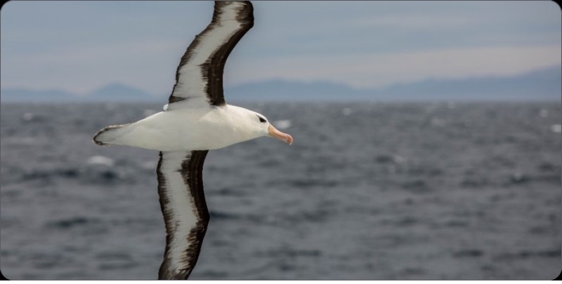 dia mundial de los oceanos argentina